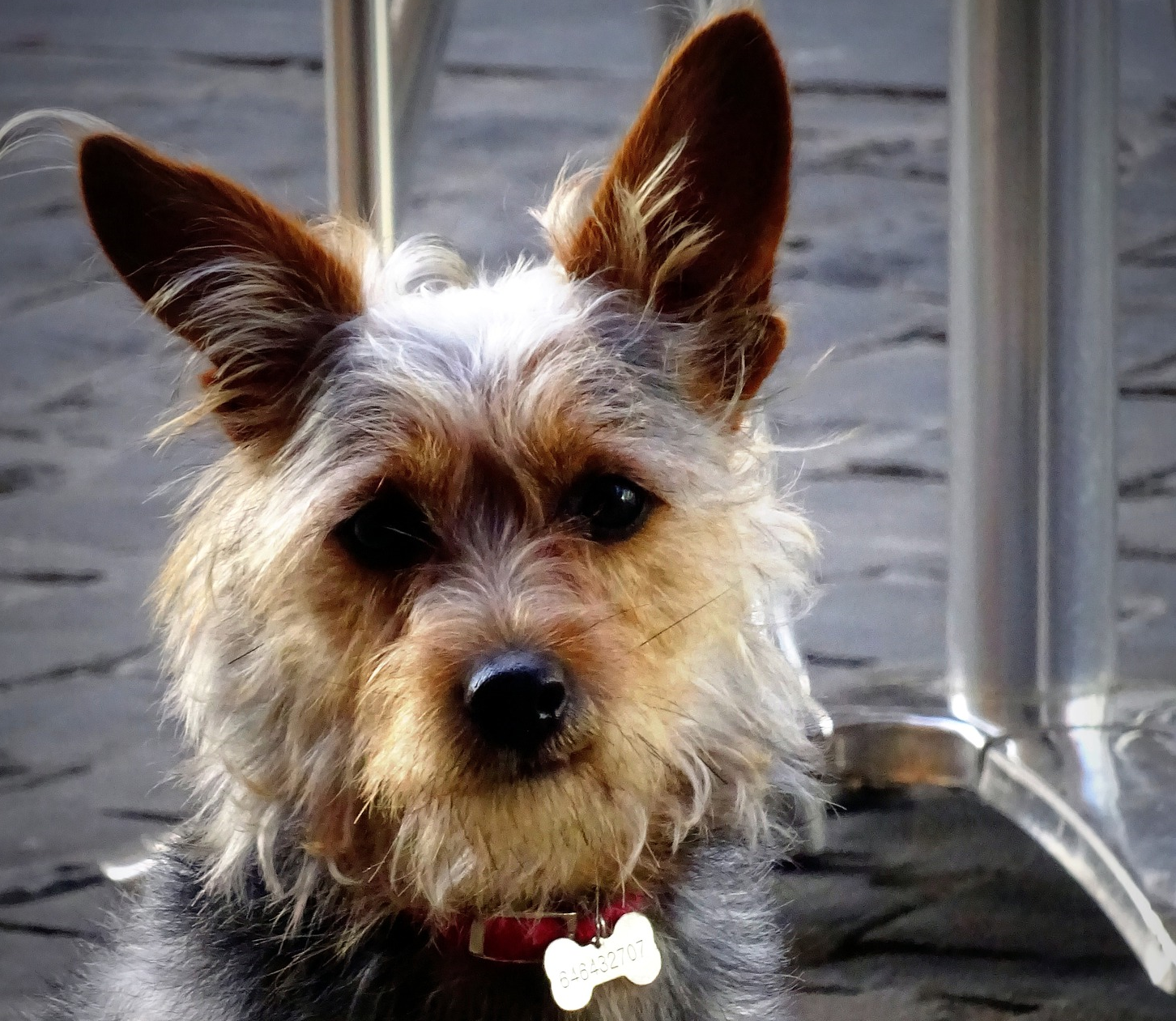 Les propriétaires de chiens et de chats invités à renouveler l’inscription de leur animal au registre de la Ville